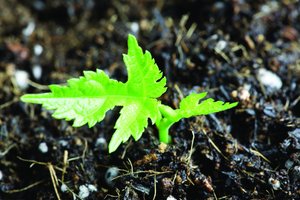 突泉縣木質包裝有限責任公司