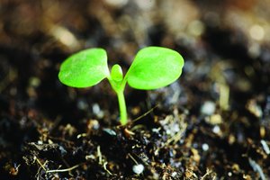 興安盟園林有限責任公司