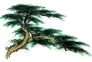 準(zhǔn)格爾旗鄂托克旗花卉種子有限責(zé)任公司