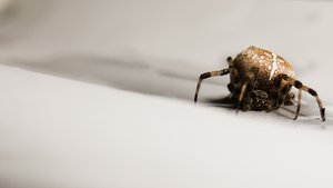 準格爾旗鄂托克旗汽車禮品有限責任公司